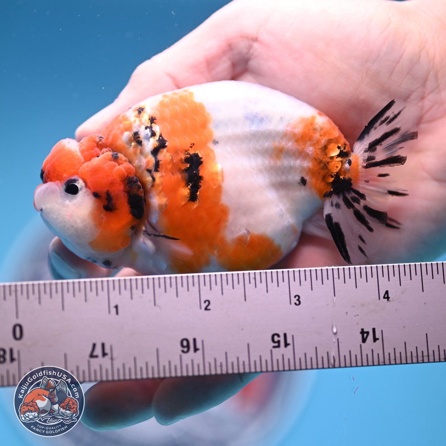 Tricolor Sakura Ranchu 3.5 inches Body - Male (241227_RC05)