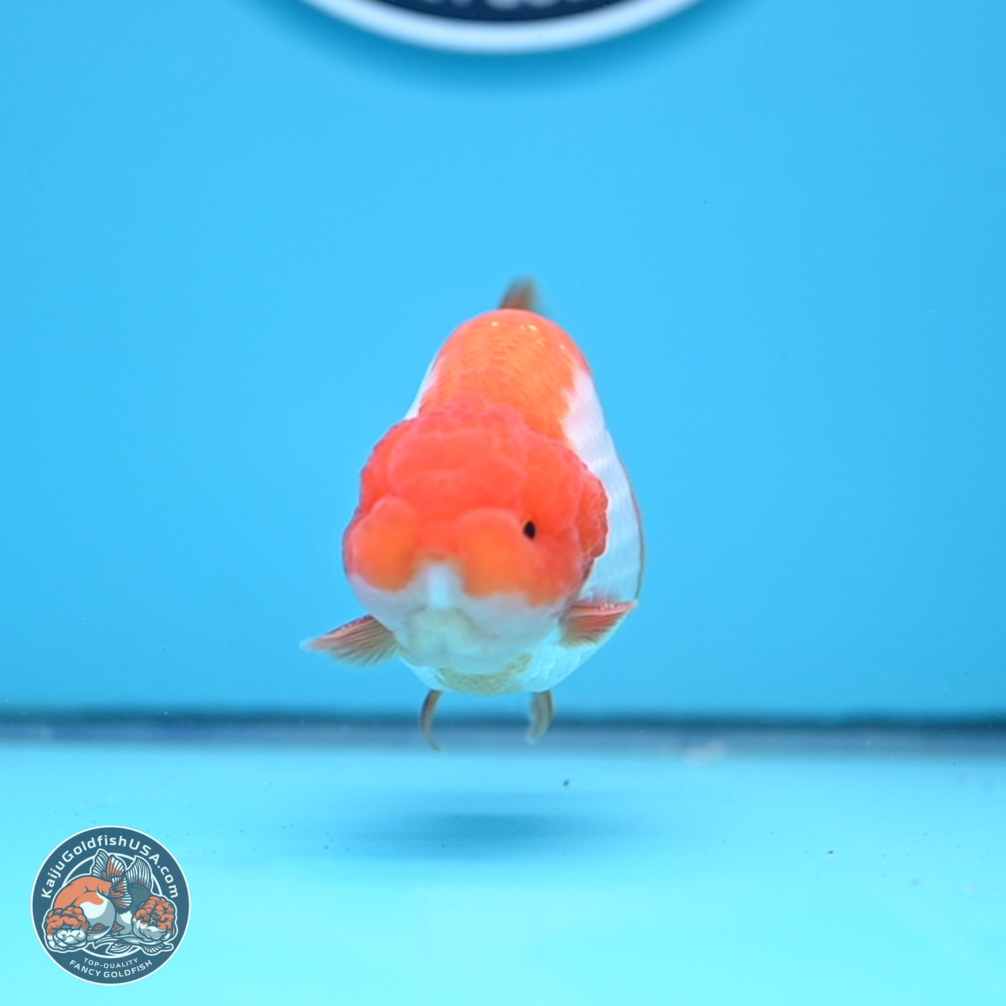 Red White Lionchu 3.5in Body (240823_RC05) - Kaiju Goldfish USA