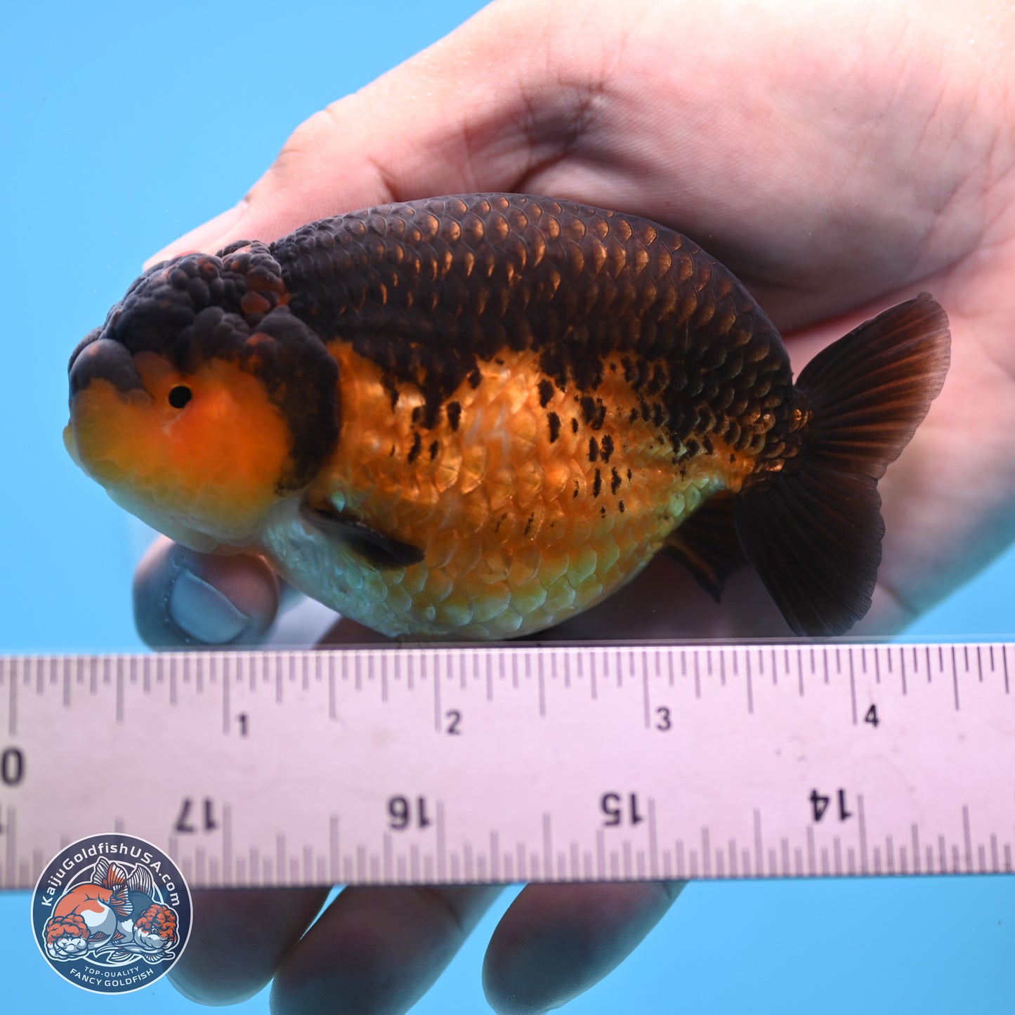 Ranchu inch Body (250812_RC05)