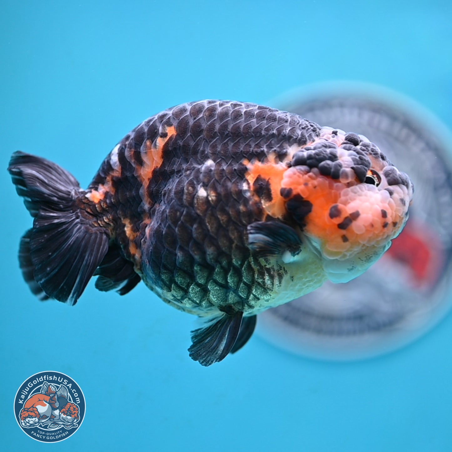 Jumbo Heavy Ink Cow Ranchu 5 inches Body - Male (250117_RC05) - Kaiju Goldfish USA