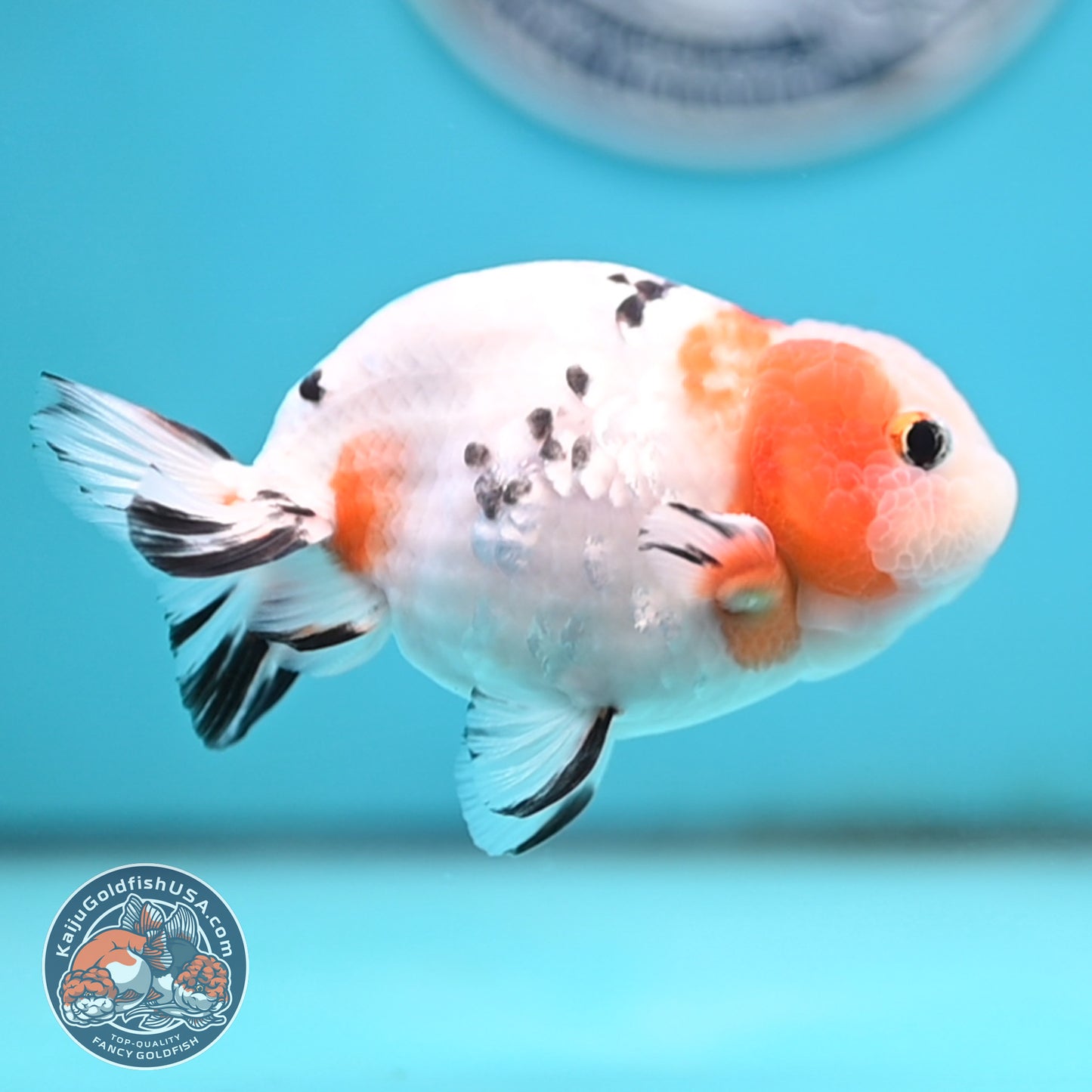Cow Ranchu 4 inches Body - Male  (250418_RC05)