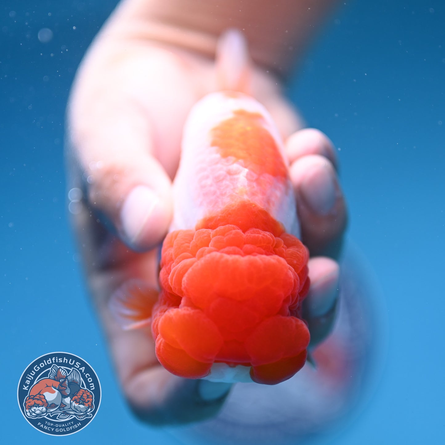 Red Head Buffalo Ranchu 4 inch Body (250912_RC05)