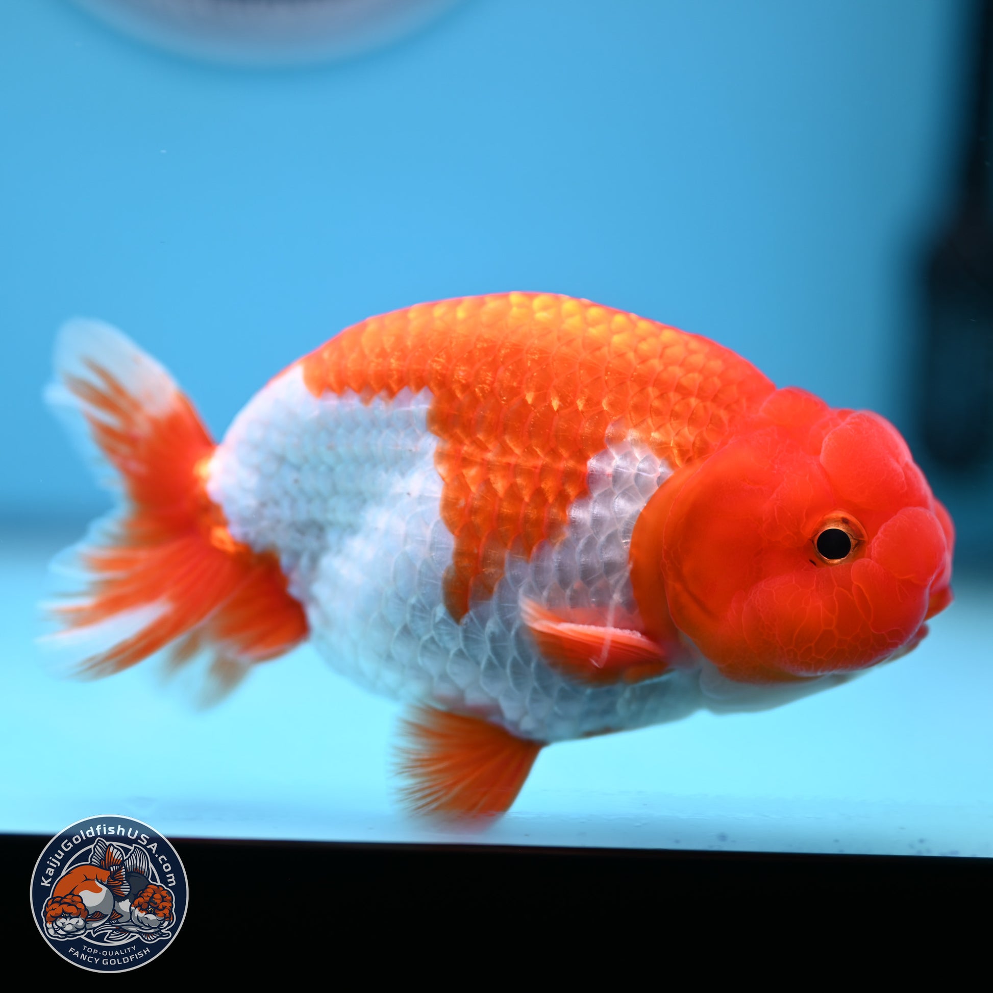 Red White Buffalo Ranchu 4.5-5.5 in (241011_RC05) - Kaiju Goldfish USA