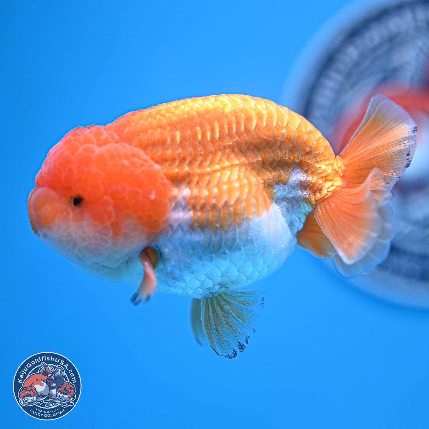 A Grade Red White Lionchu 4-4.5 inches (240906_RC05) - Kaiju Goldfish USA