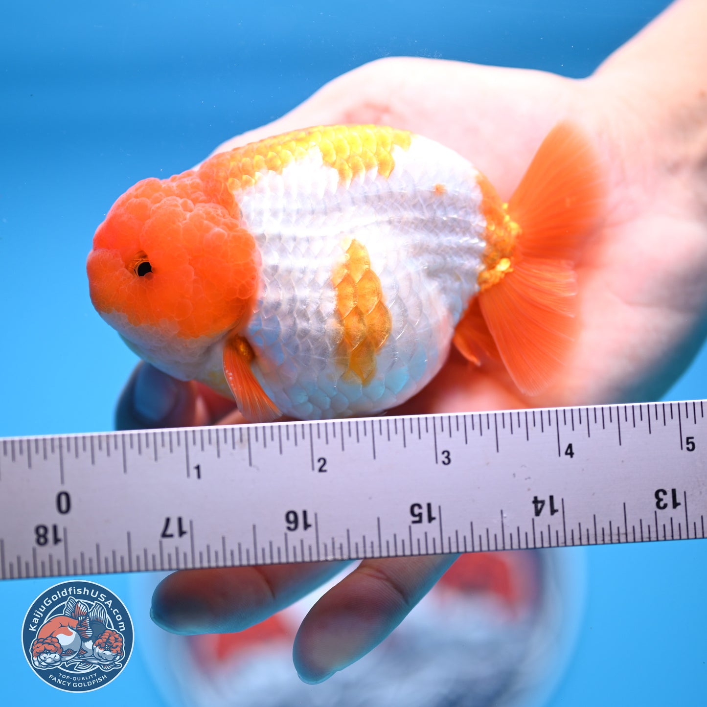 Red White Lionchu 3.5in Body (240823_RC05) - Kaiju Goldfish USA