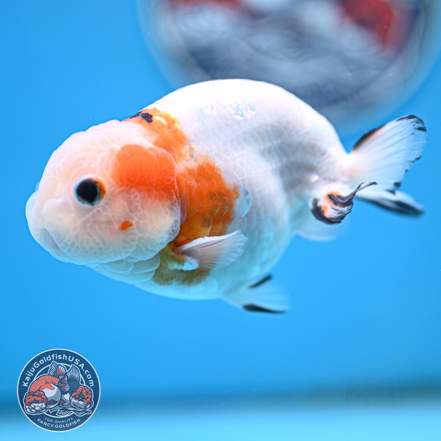 Cow Ranchu 4 inches Body - Male  (250418_RC05)