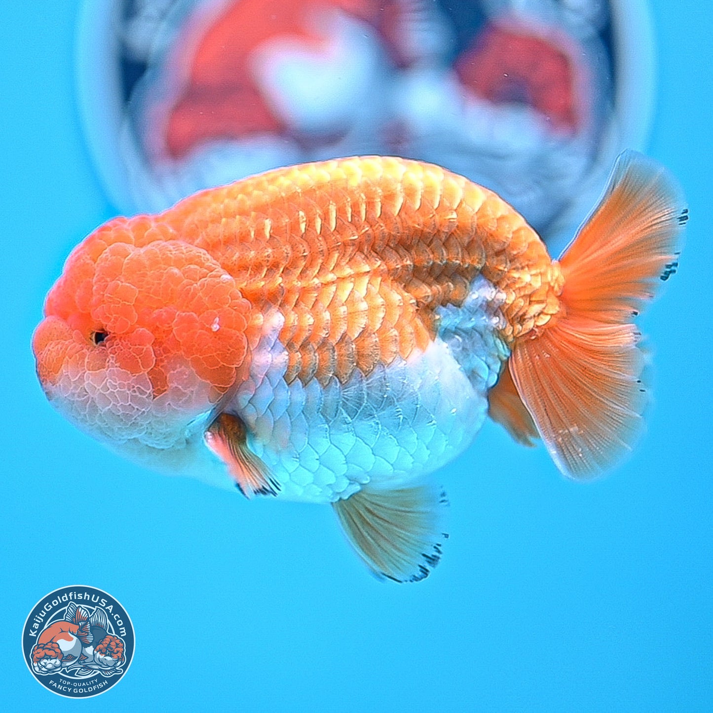 A Grade Red White Lionchu 4-4.5 inches (240906_RC05) - Kaiju Goldfish USA