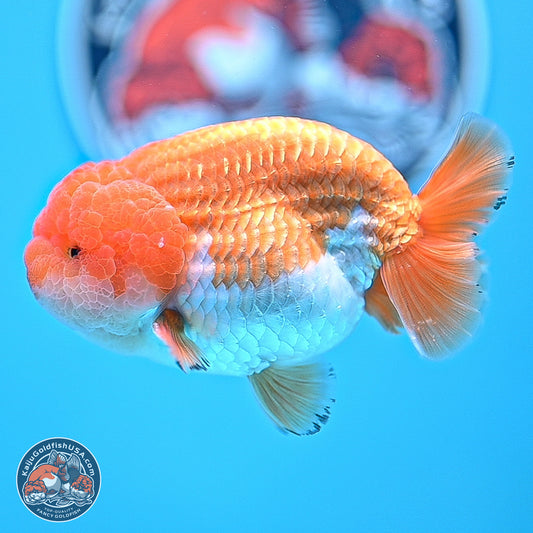 A Grade Red White Lionchu 4-4.5 inches (240906_RC05) - Kaiju Goldfish USA