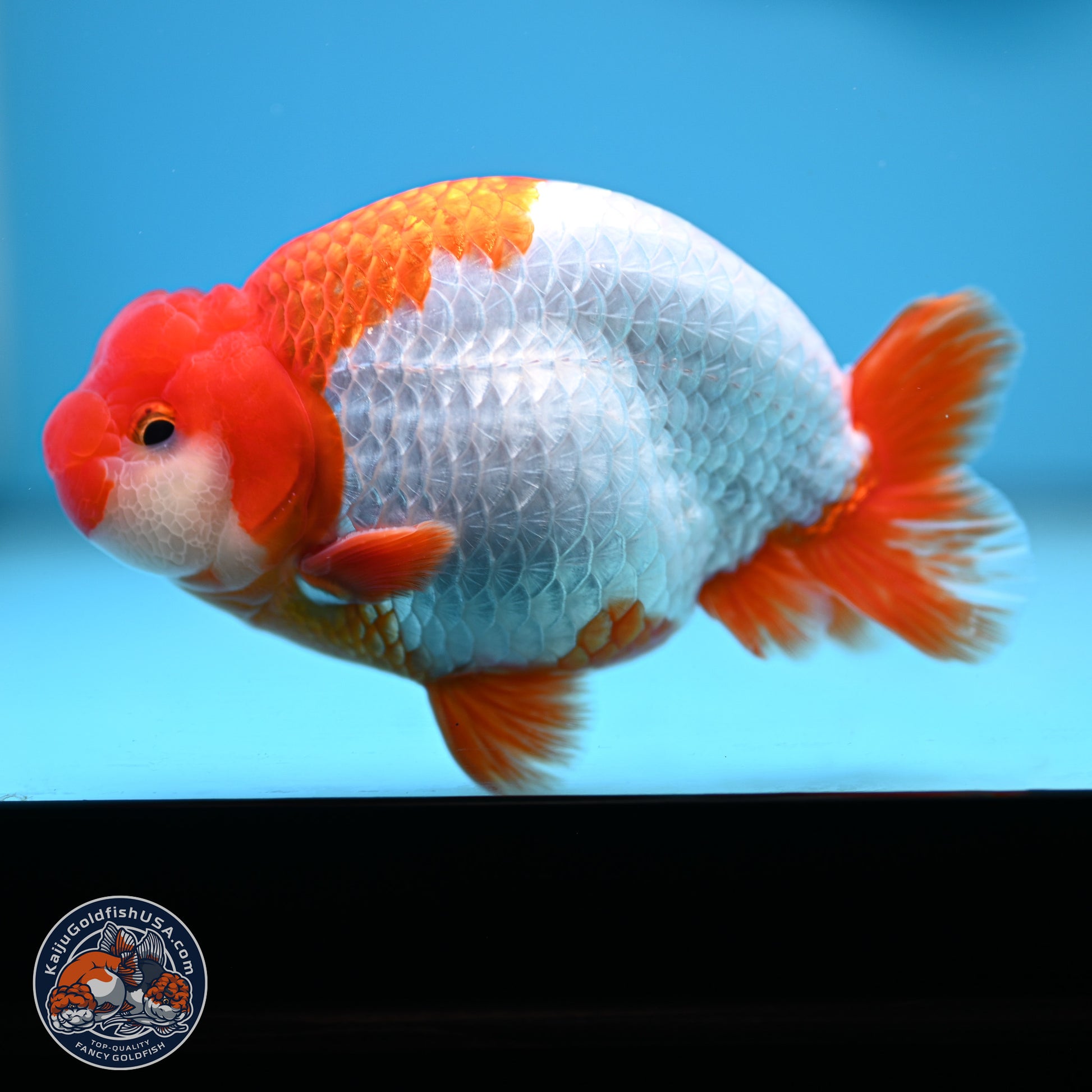 AAA Grade Red White Buffalo Ranchu 5 inches (241025_RC05) - Kaiju Goldfish USA