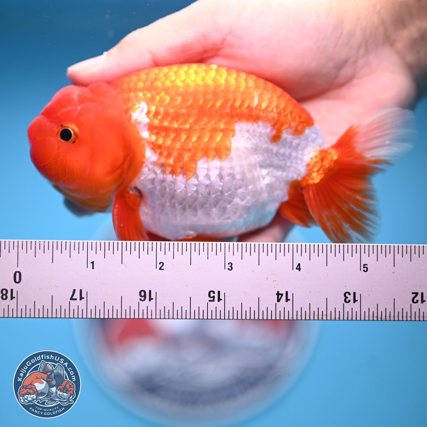 Red White Buffalo Ranchu 4.5-5.5 in (241011_RC05) - Kaiju Goldfish USA