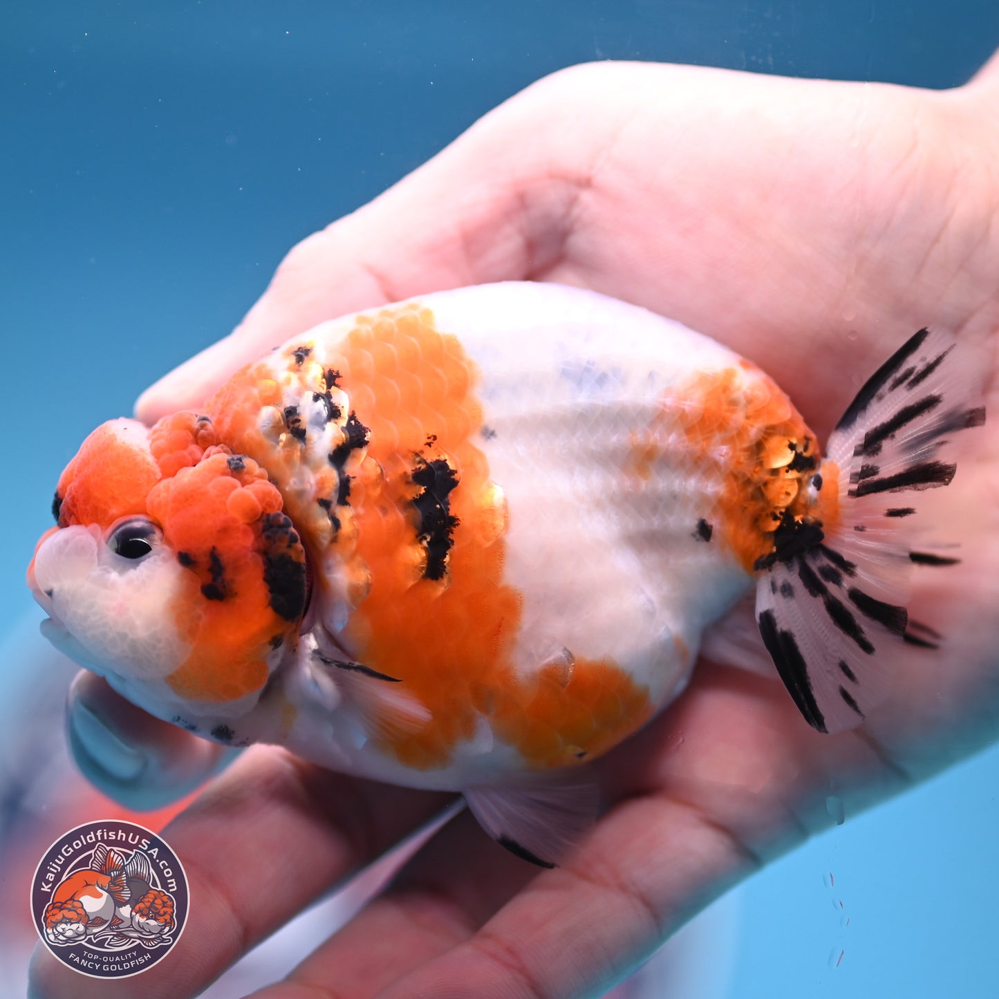 Tricolor Sakura Ranchu 3.5 inches Body - Male (241227_RC05)