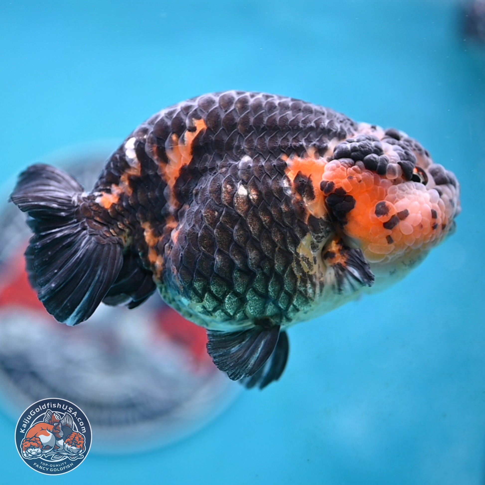 Jumbo Heavy Ink Cow Ranchu 5 inches Body - Male (250117_RC05) - Kaiju Goldfish USA