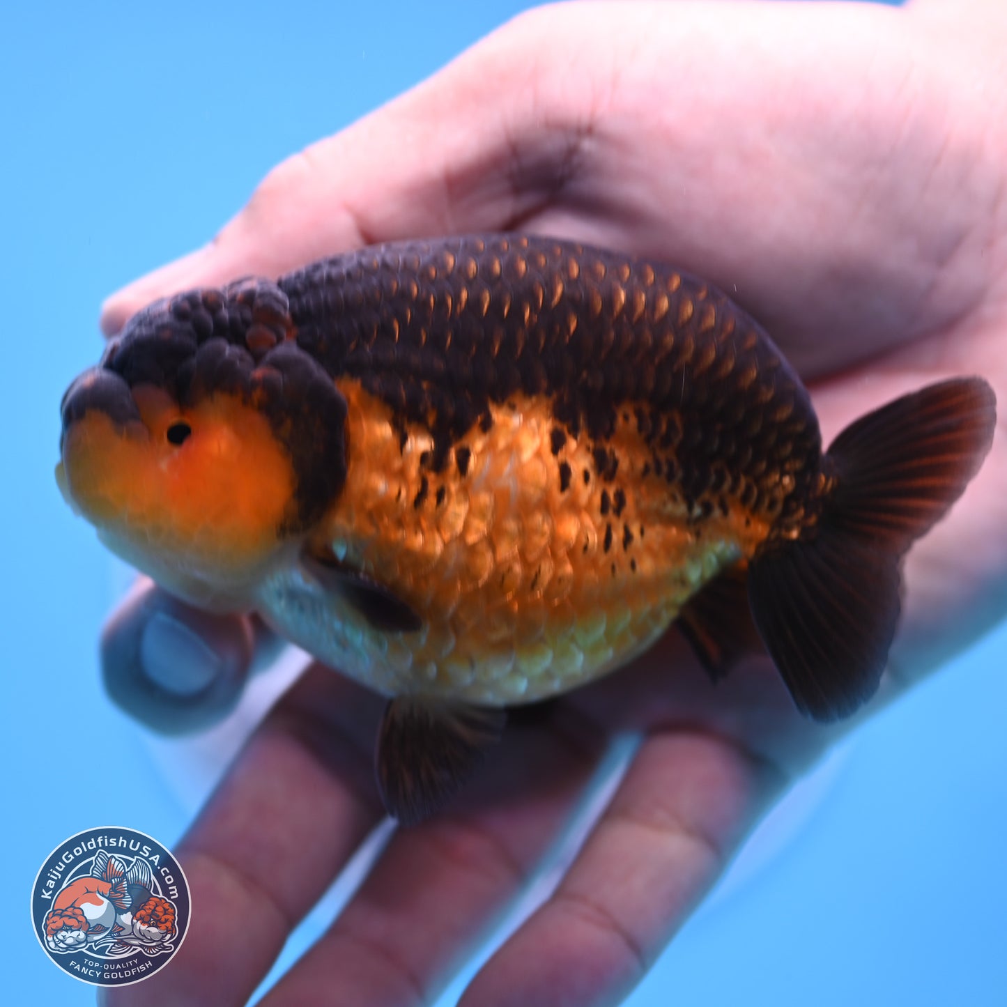 Ranchu inch Body (250812_RC05)