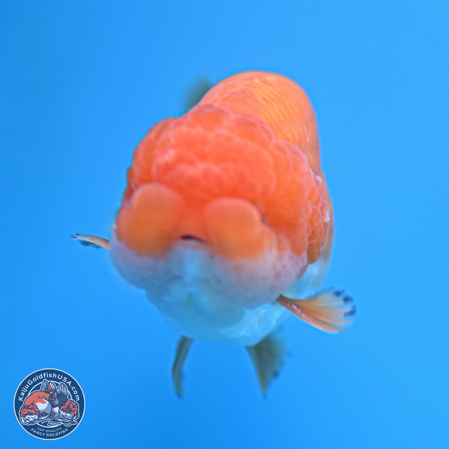 A Grade Red White Lionchu 4-4.5 inches (240906_RC05) - Kaiju Goldfish USA