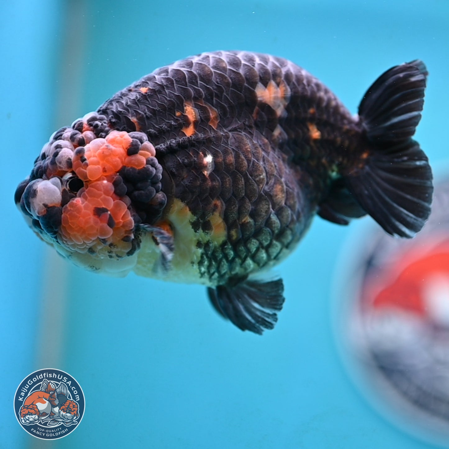 Jumbo Heavy Ink Cow Ranchu 5 inches Body - Male (250117_RC05) - Kaiju Goldfish USA