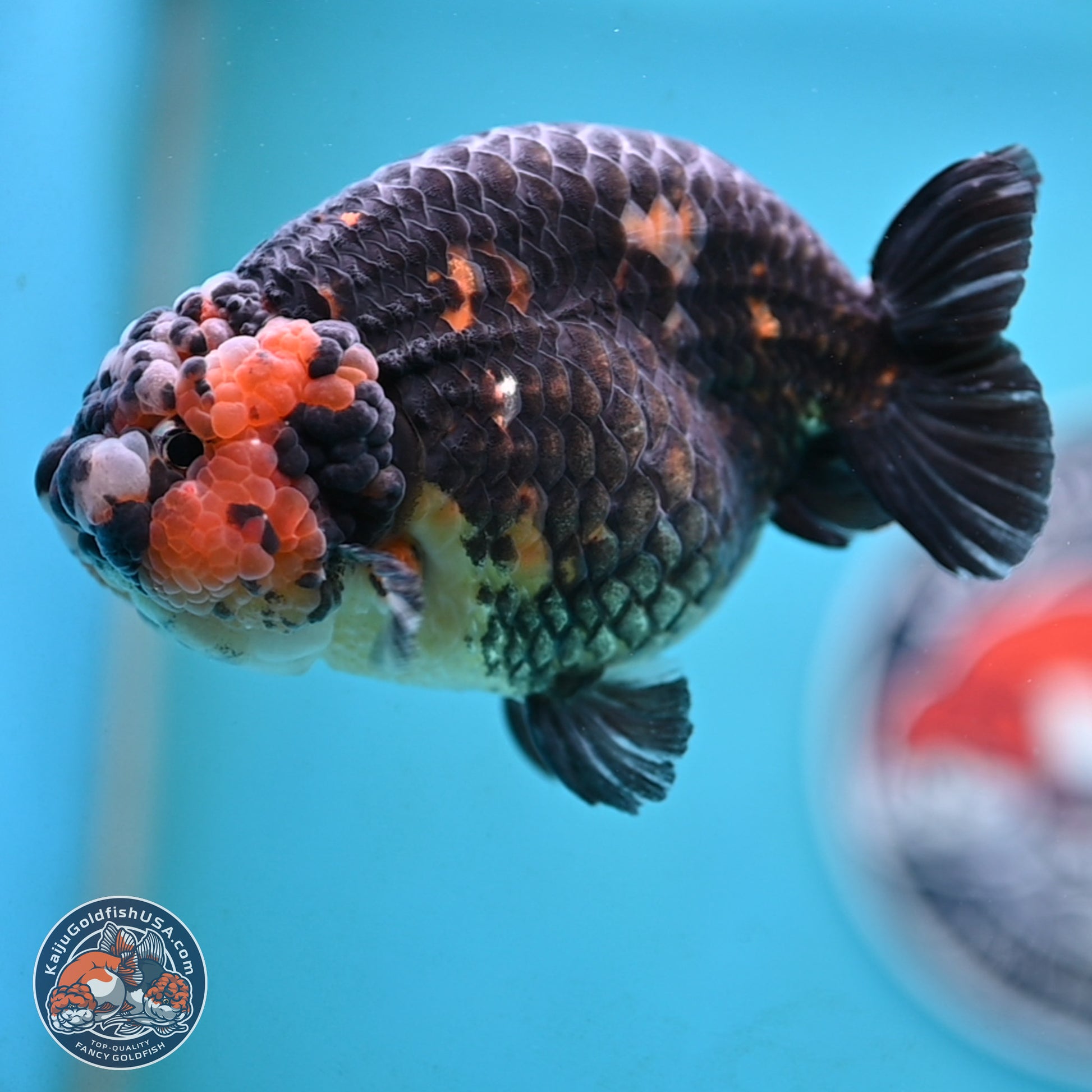 Jumbo Heavy Ink Cow Ranchu 5 inches Body - Male (250117_RC05) - Kaiju Goldfish USA