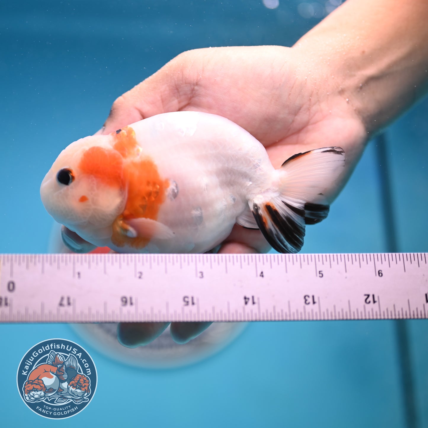 Cow Ranchu 4 inches Body - Male  (250418_RC05)