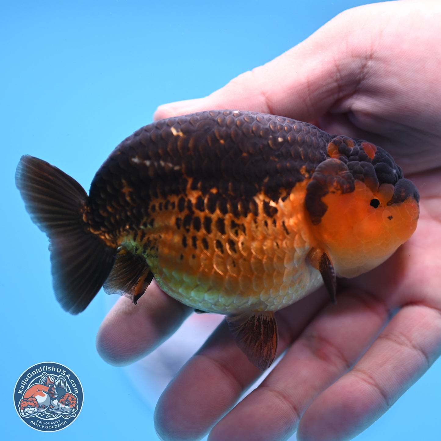Ranchu inch Body (250812_RC05)