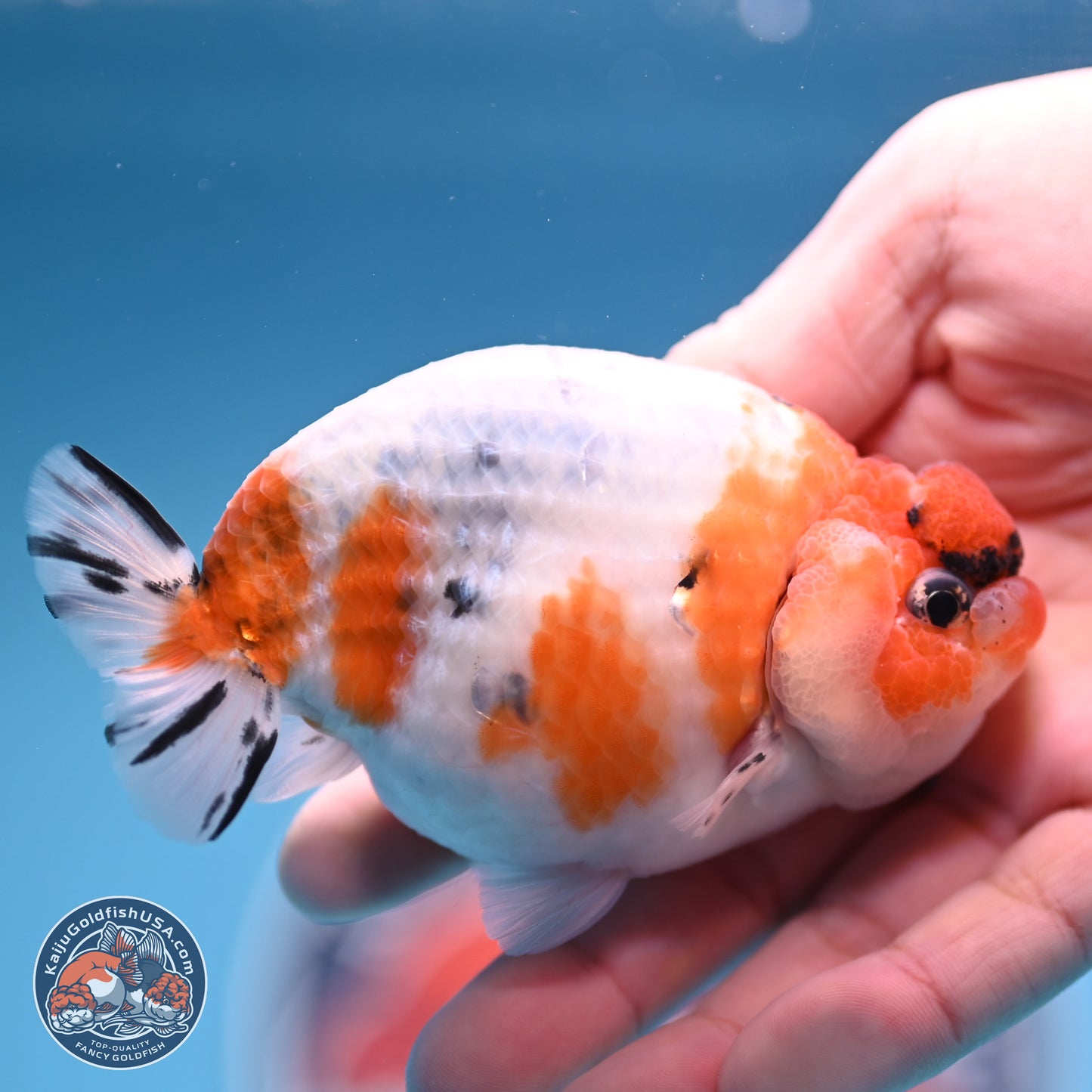 Tricolor Sakura Ranchu 3.5 inches Body - Male (241227_RC05)