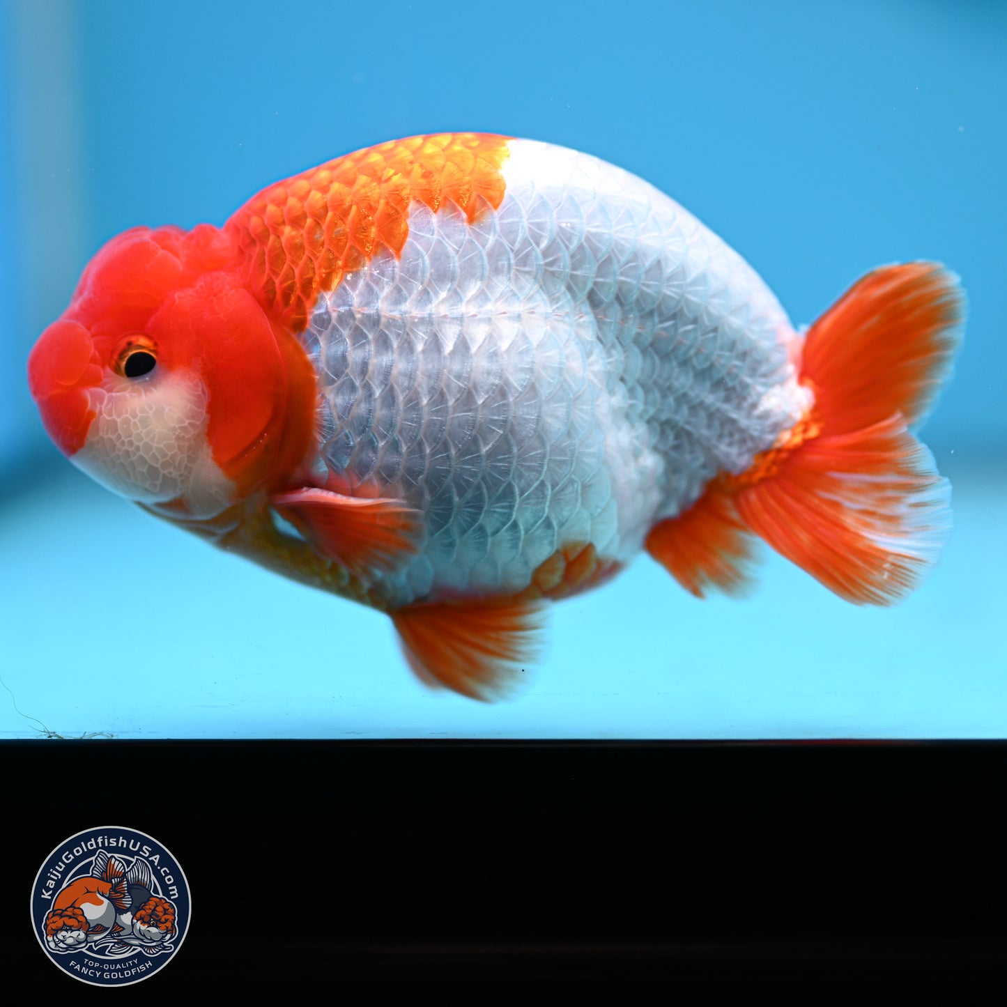 AAA Grade Red White Buffalo Ranchu 5 inches (241025_RC05) - Kaiju Goldfish USA