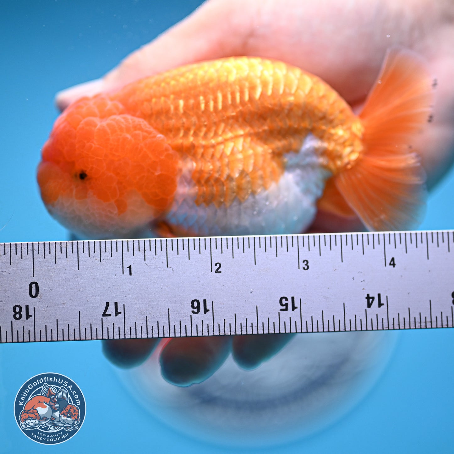 A Grade Red White Lionchu 4-4.5 inches (240906_RC05) - Kaiju Goldfish USA