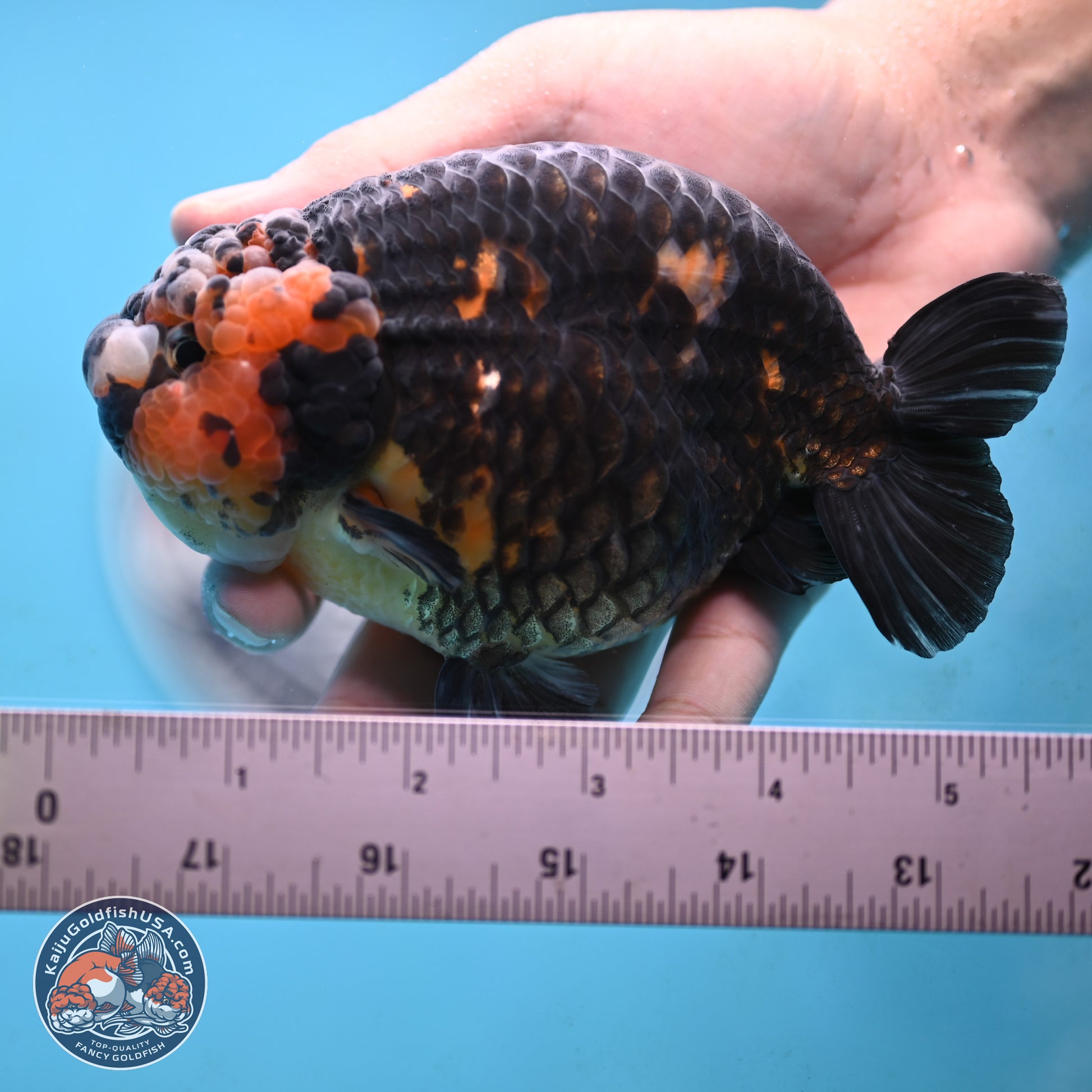 Jumbo Heavy Ink Cow Ranchu 5 inches Body - Male (250117_RC05) - Kaiju Goldfish USA