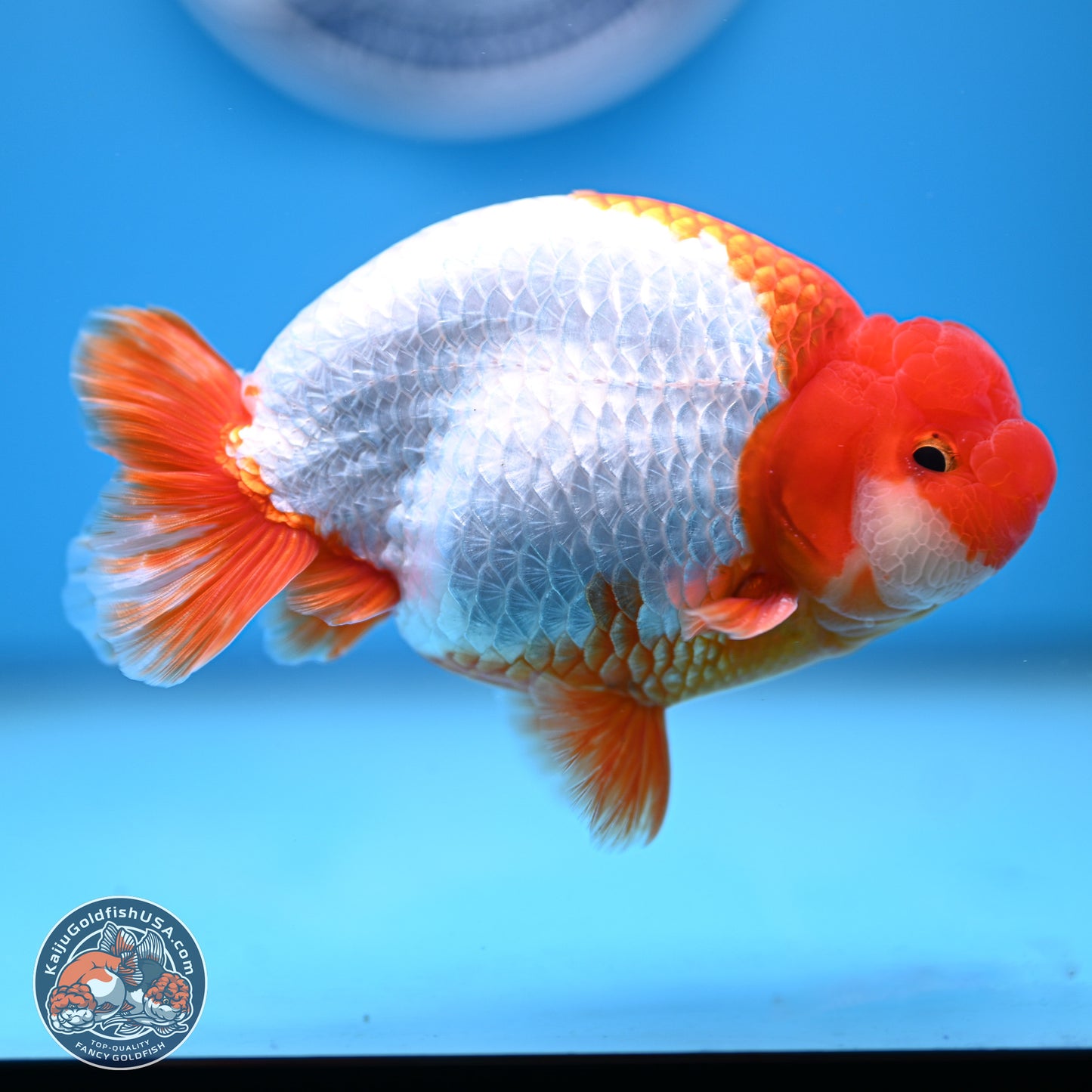 AAA Grade Red White Buffalo Ranchu 5 inches (241025_RC05) - Kaiju Goldfish USA