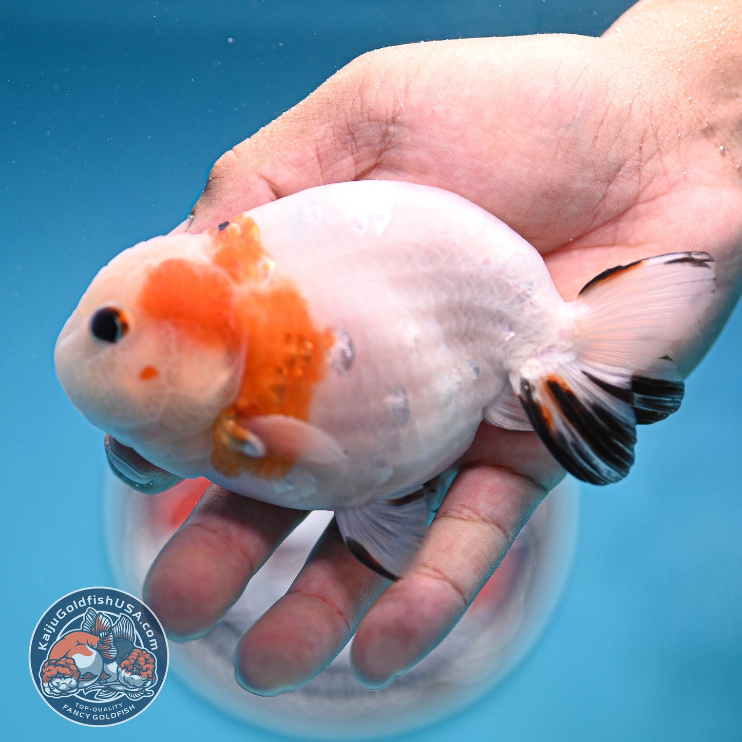 Cow Ranchu 4 inches Body - Male  (250418_RC05)
