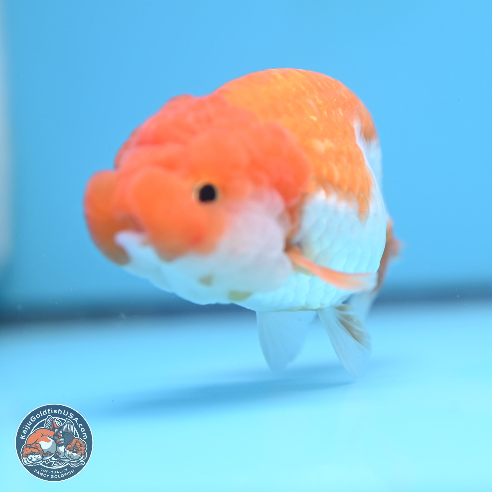 Red White Lionchu 3.25in body (240809_RC05) - Kaiju Goldfish USA