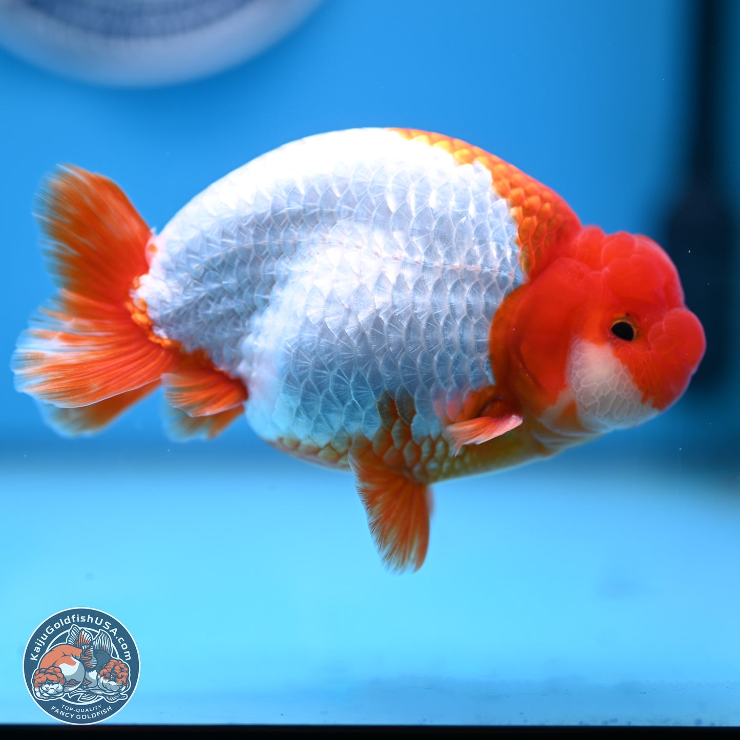 AAA Grade Red White Buffalo Ranchu 5 inches (241025_RC05) - Kaiju Goldfish USA