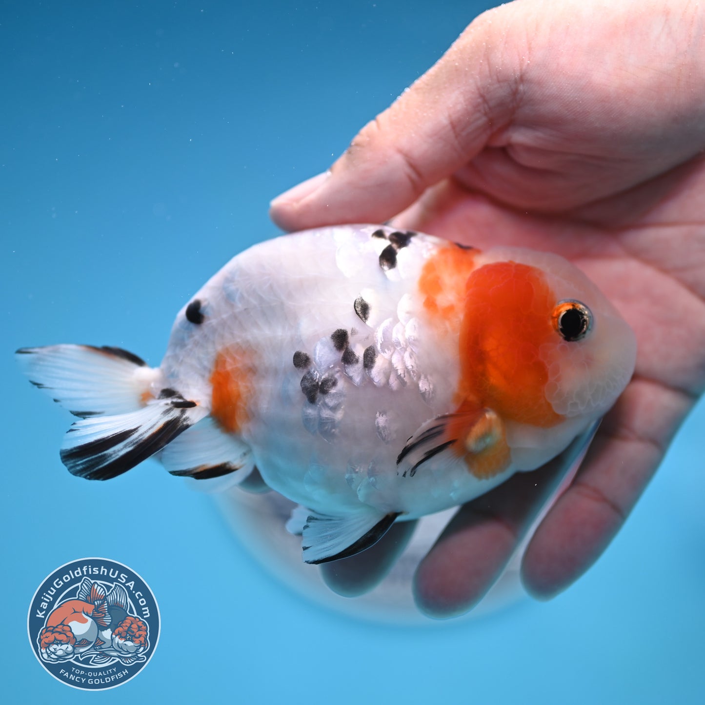 Cow Ranchu 4 inches Body - Male  (250418_RC05)