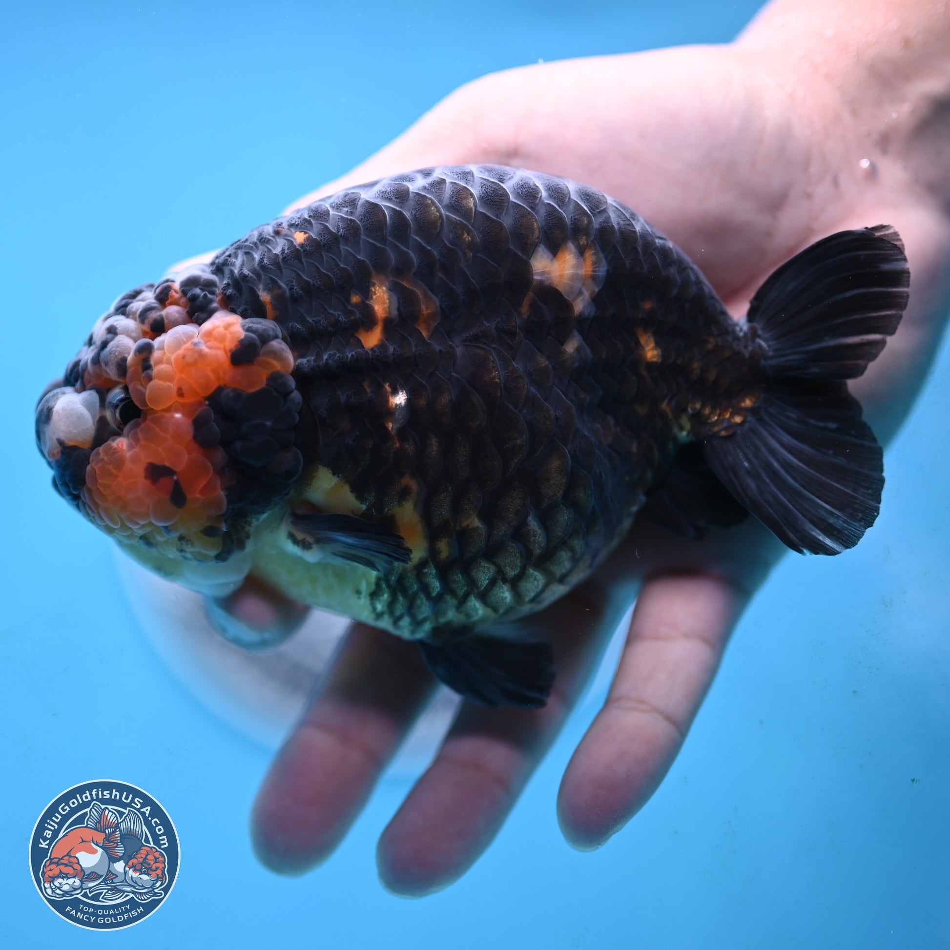 Jumbo Heavy Ink Cow Ranchu 5 inches Body - Male (250117_RC05) - Kaiju Goldfish USA