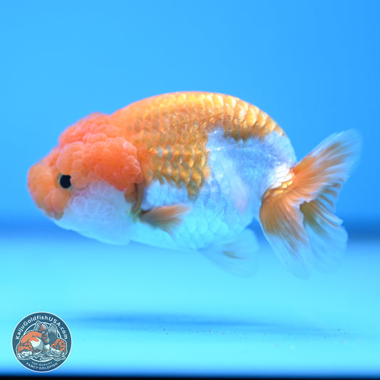 Red White Lionchu 3.25in body (240809_RC05) - Kaiju Goldfish USA