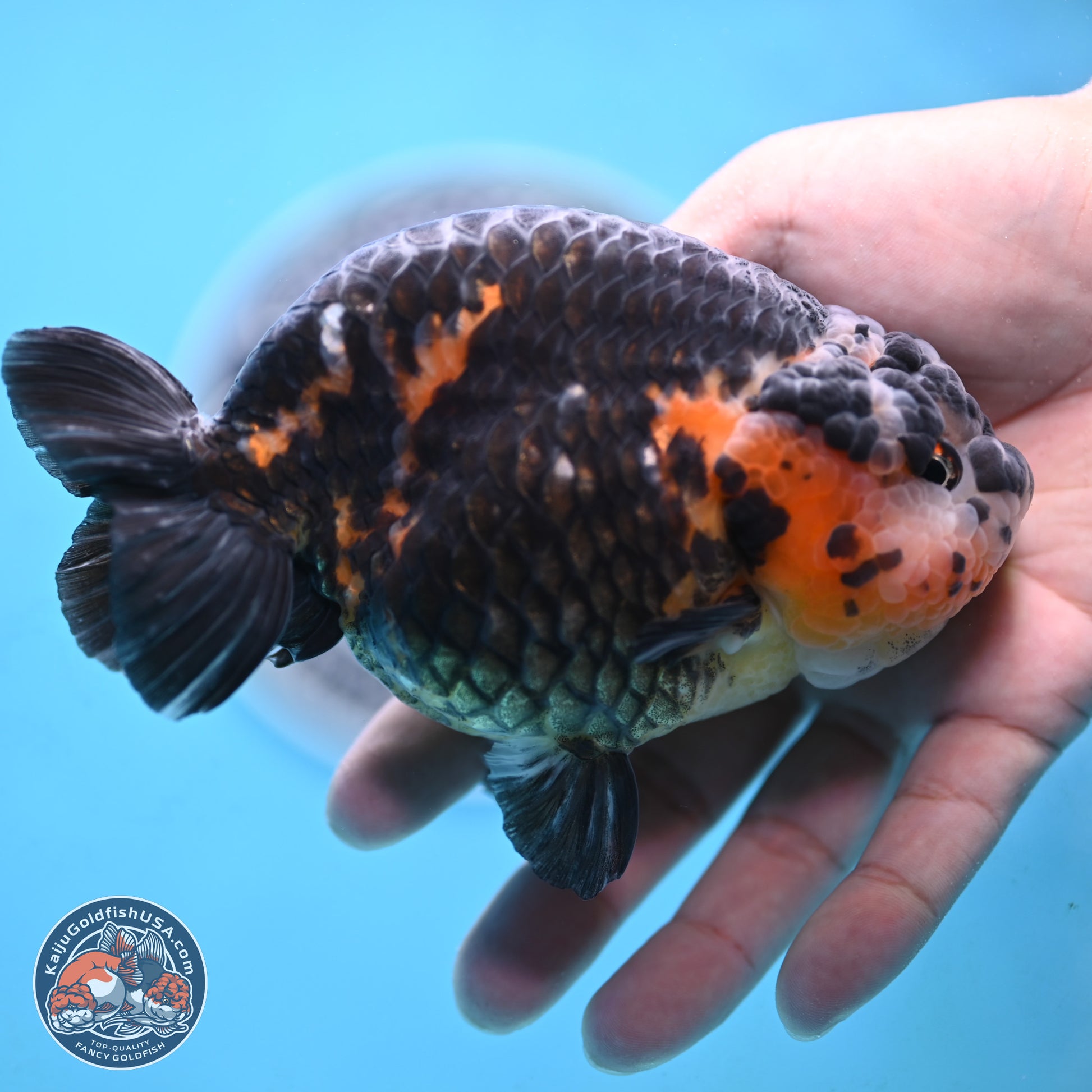 Jumbo Heavy Ink Cow Ranchu 5 inches Body - Male (250117_RC05) - Kaiju Goldfish USA