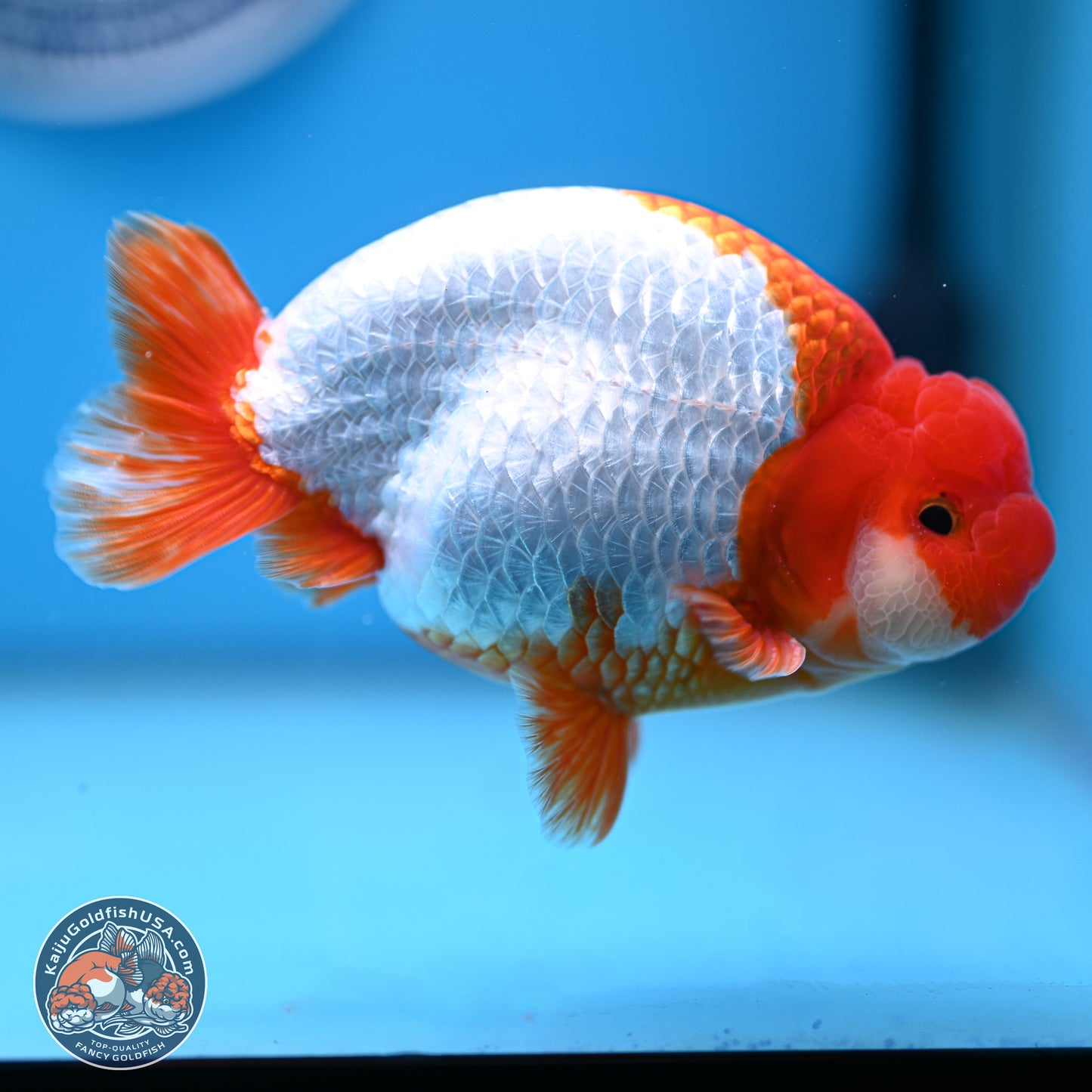 AAA Grade Red White Buffalo Ranchu 5 inches (241025_RC05) - Kaiju Goldfish USA