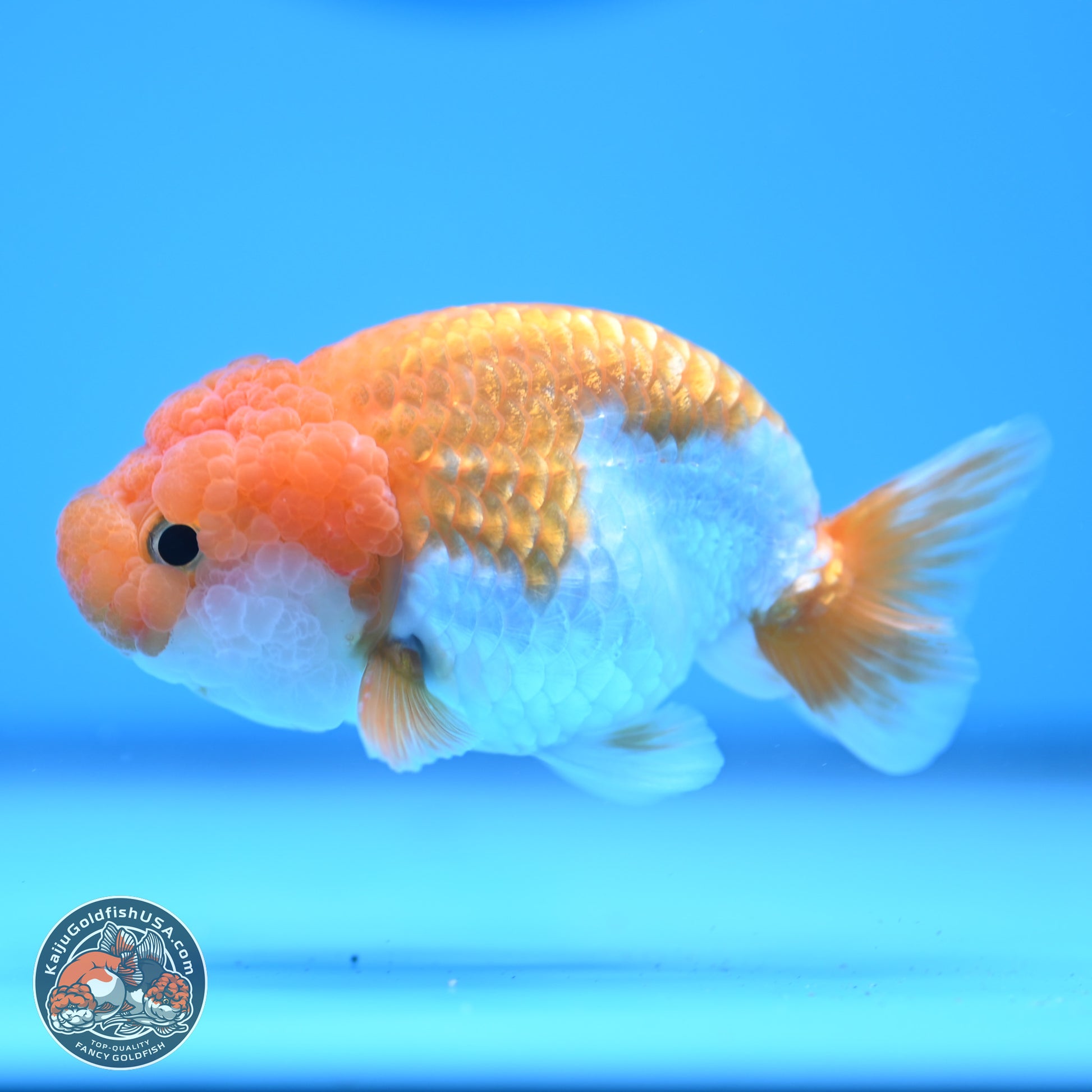 Red White Lionchu 3.25in body (240809_RC05) - Kaiju Goldfish USA