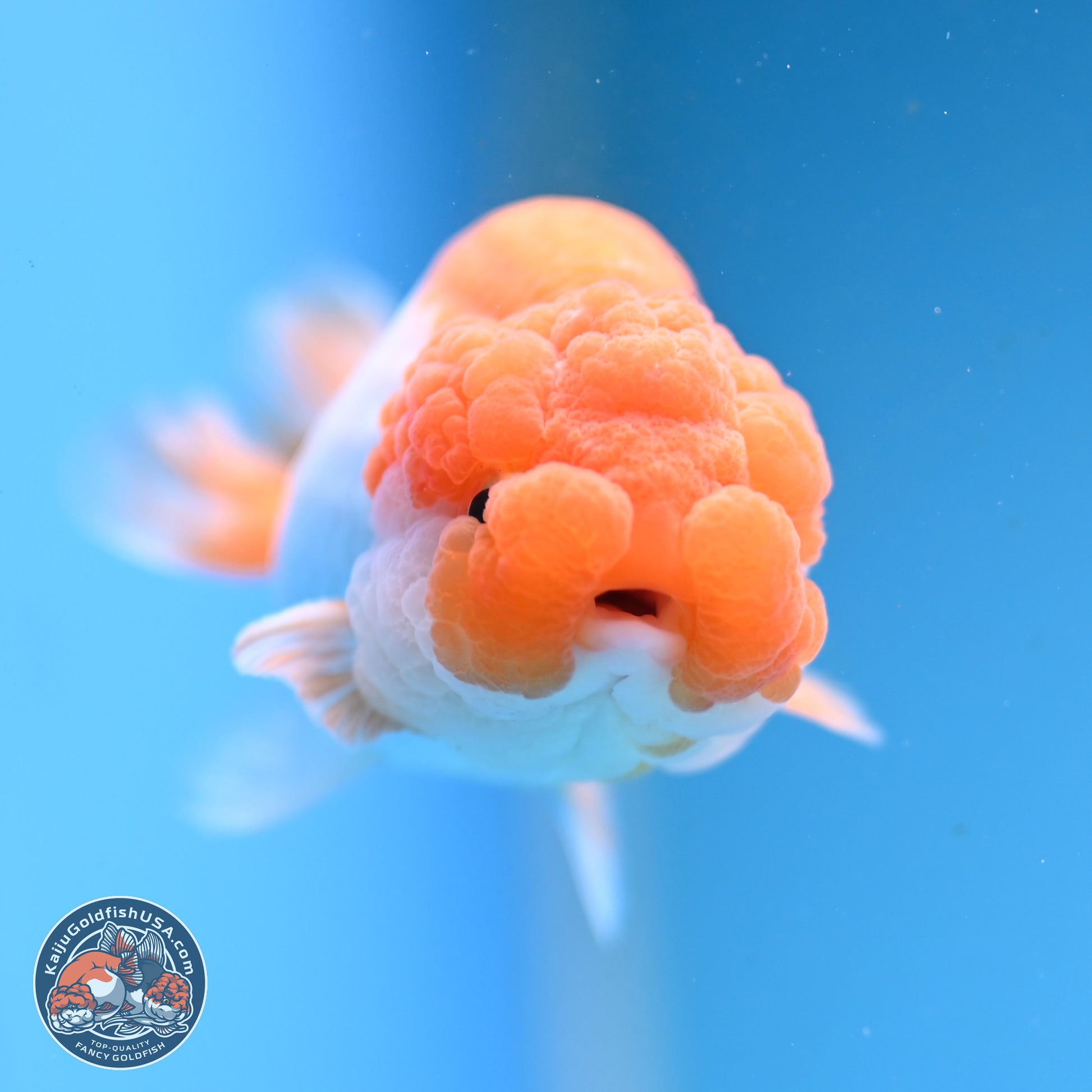 Red White Lionchu 3.25in body (240809_RC05) - Kaiju Goldfish USA