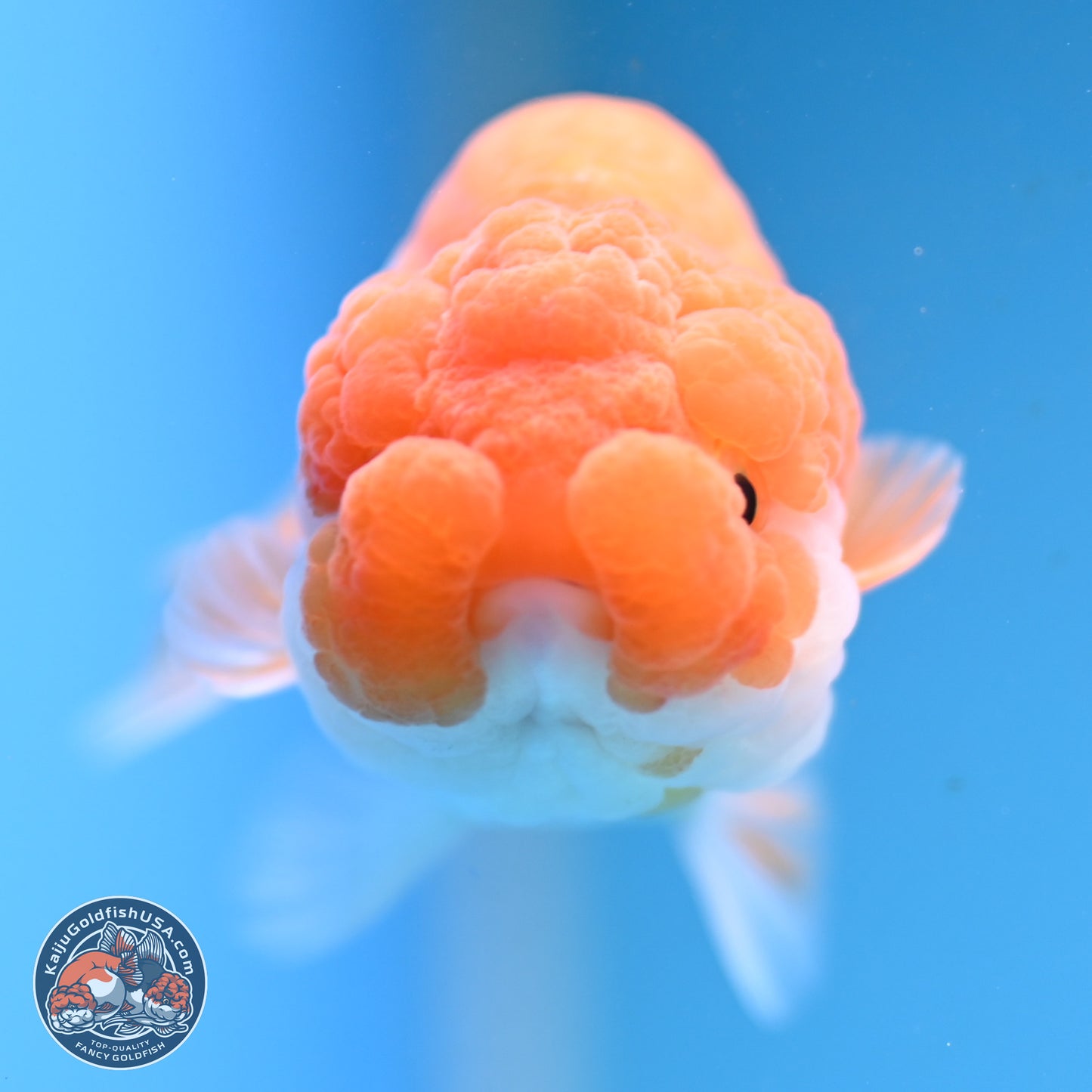 Red White Lionchu 3.25in body (240809_RC05) - Kaiju Goldfish USA