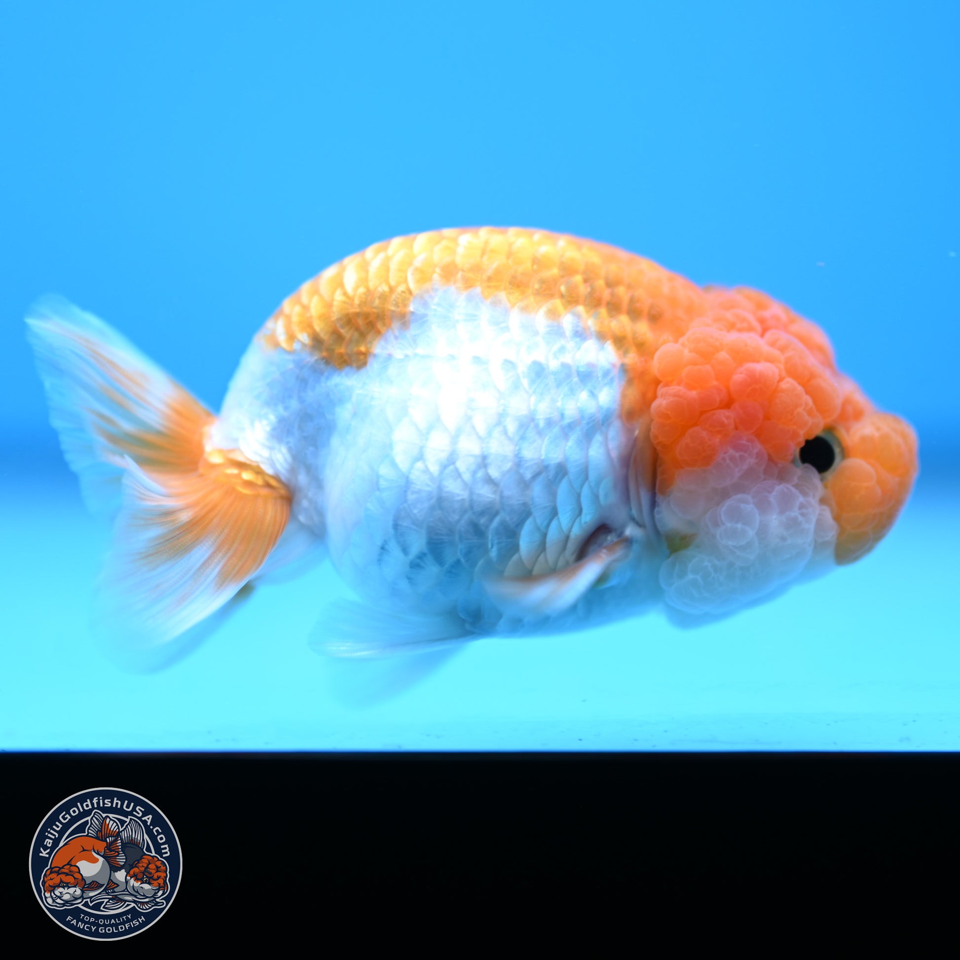 Red White Lionchu 3.25in body (240809_RC05) - Kaiju Goldfish USA