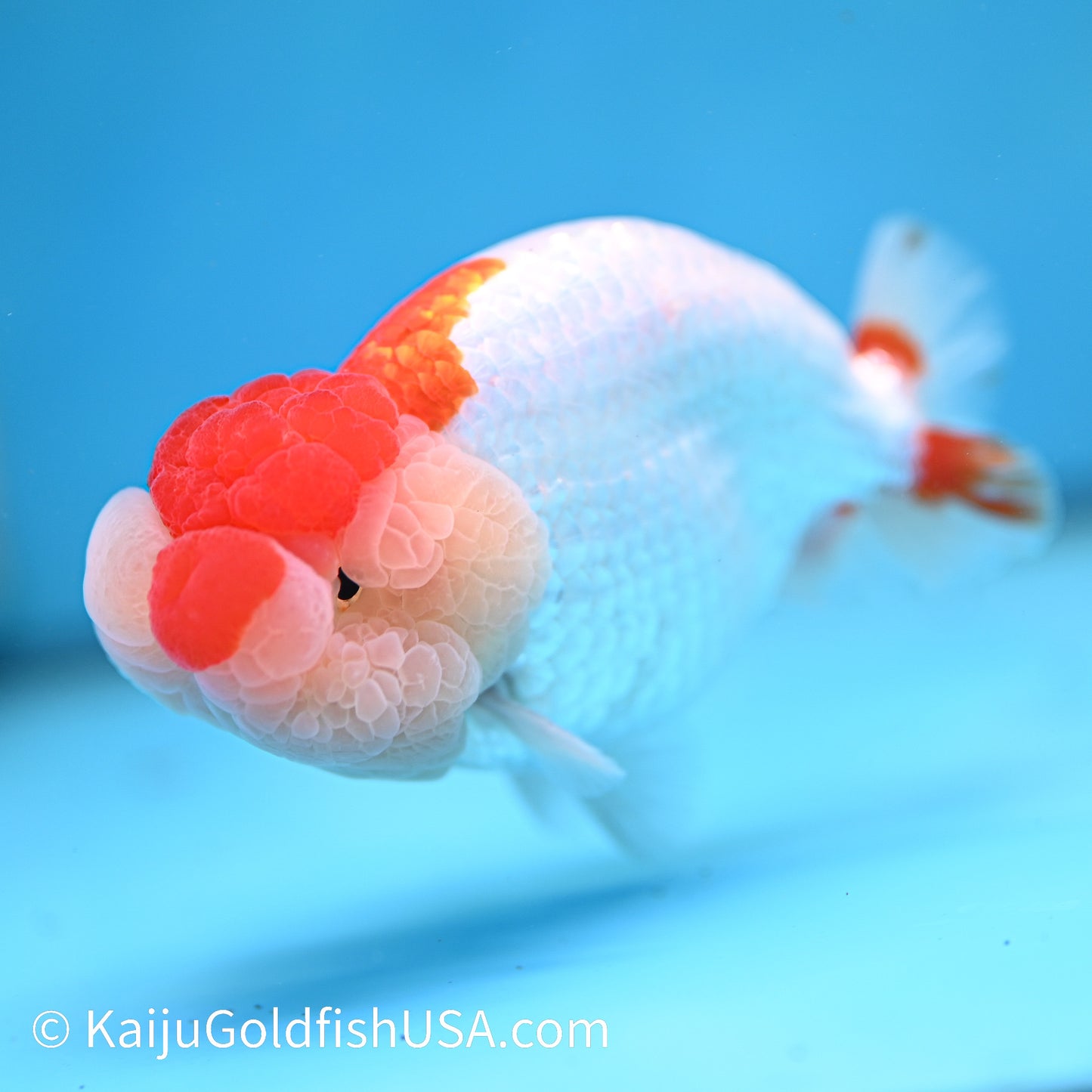 Chubby Cheeks Red White Buffalo Ranchu 4.5 inches (240412_RC05) - Kaiju Goldfish USA