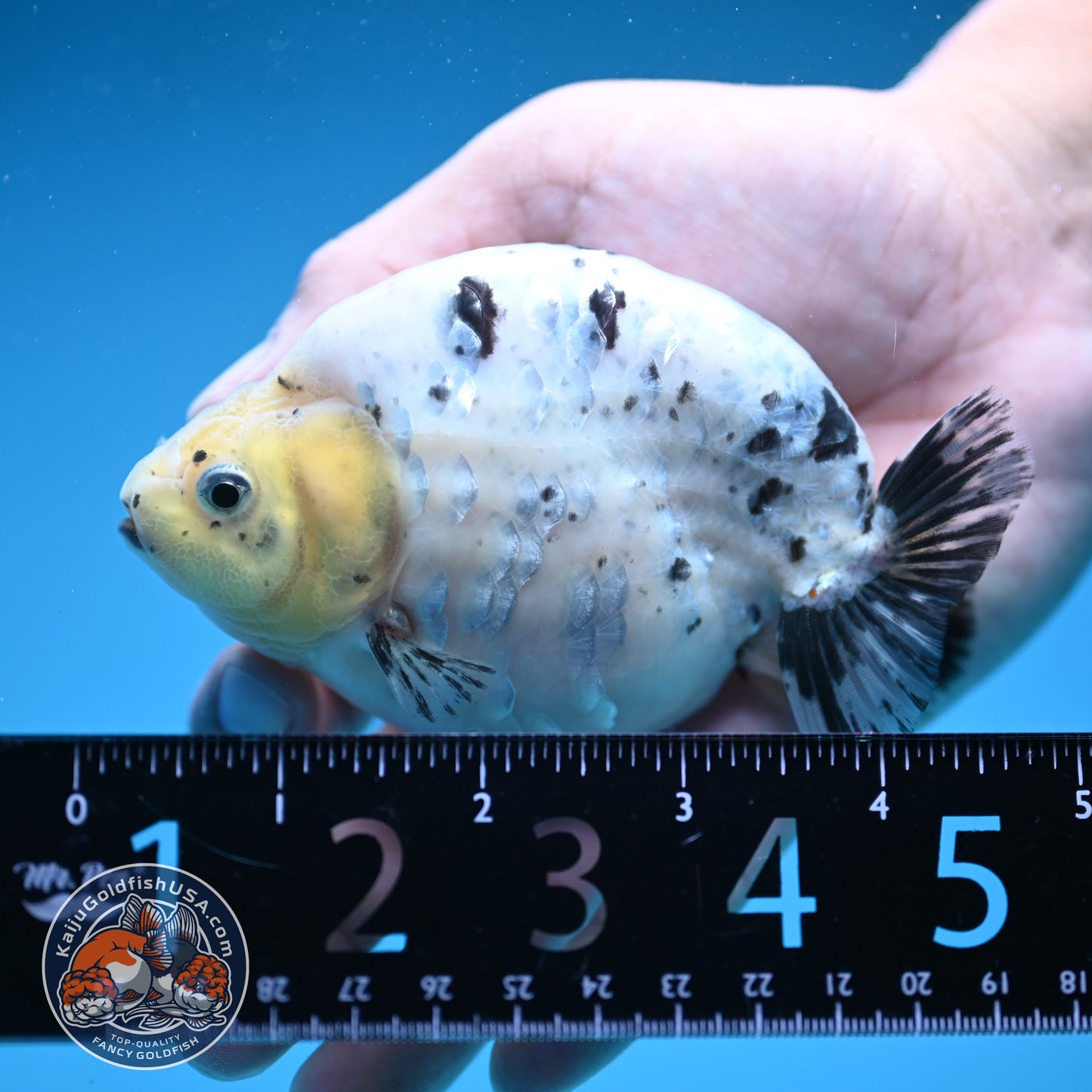Panda / Cow Ranchu 4 inch Body (250822_RC05)