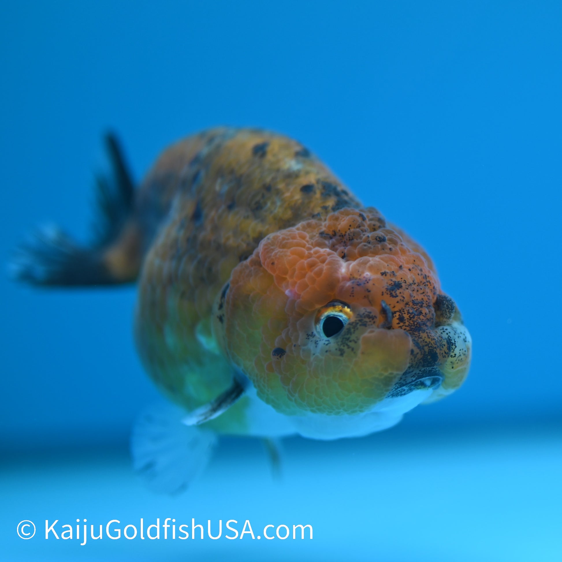 Red Calico Ranchu 3.5-4 inches (240308_RC05) - Kaiju Goldfish USA