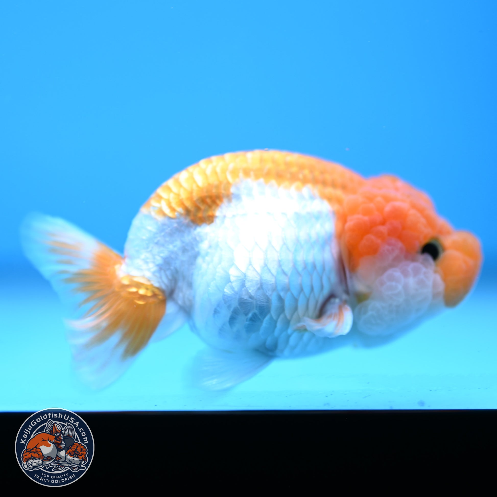 Red White Lionchu 3.25in body (240809_RC05) - Kaiju Goldfish USA