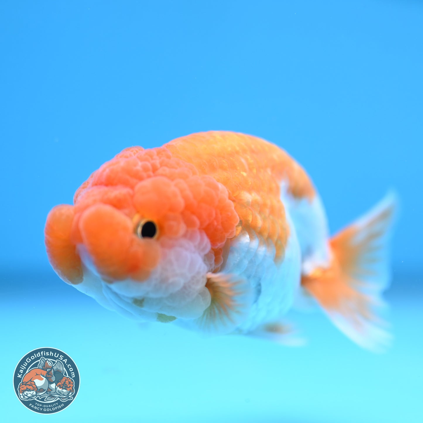 Red White Lionchu 3.25in body (240809_RC05) - Kaiju Goldfish USA