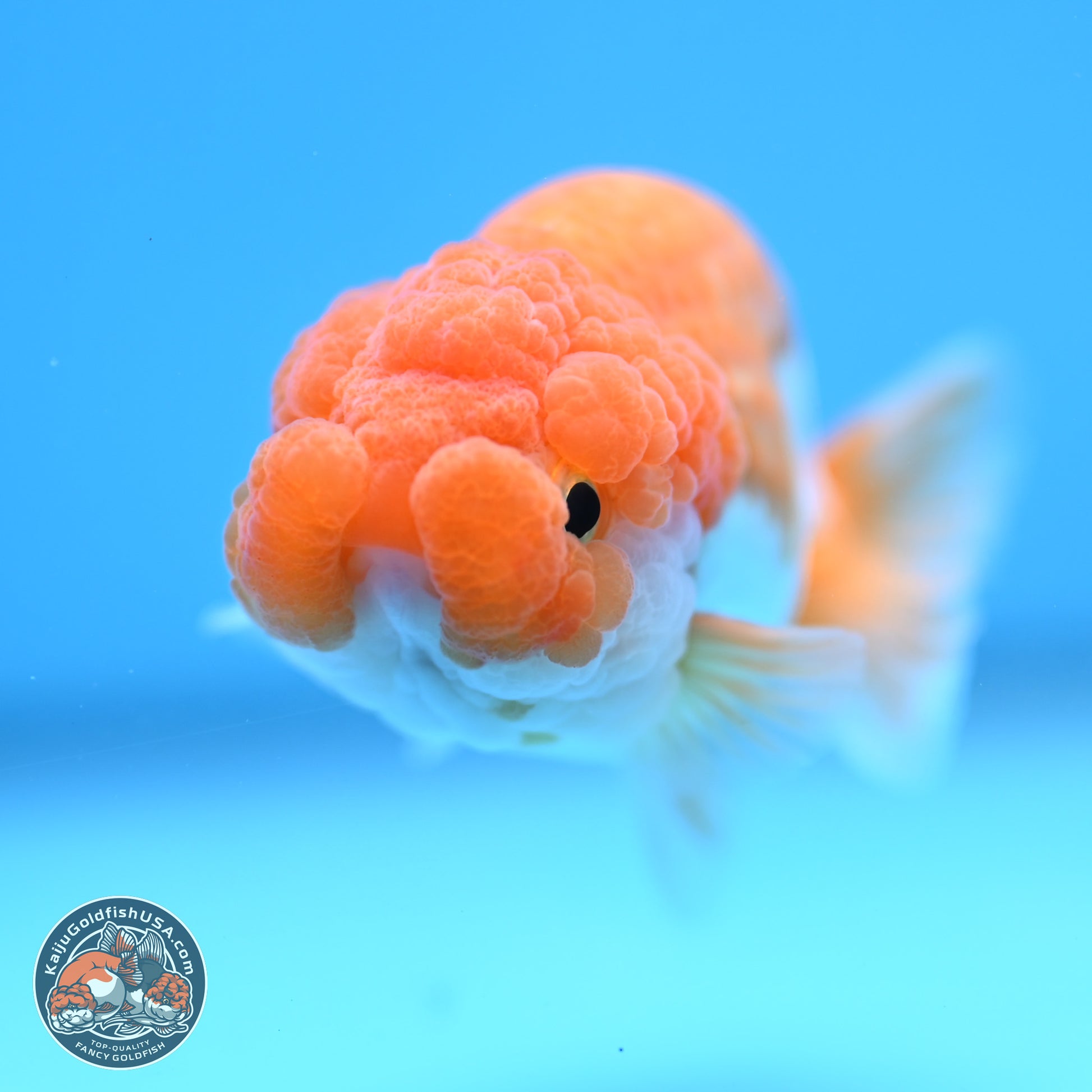 Red White Lionchu 3.25in body (240809_RC05) - Kaiju Goldfish USA