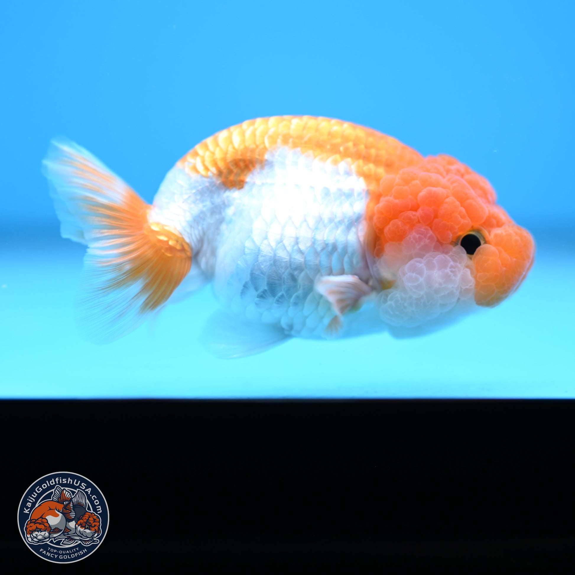 Red White Lionchu 3.25in body (240809_RC05) - Kaiju Goldfish USA