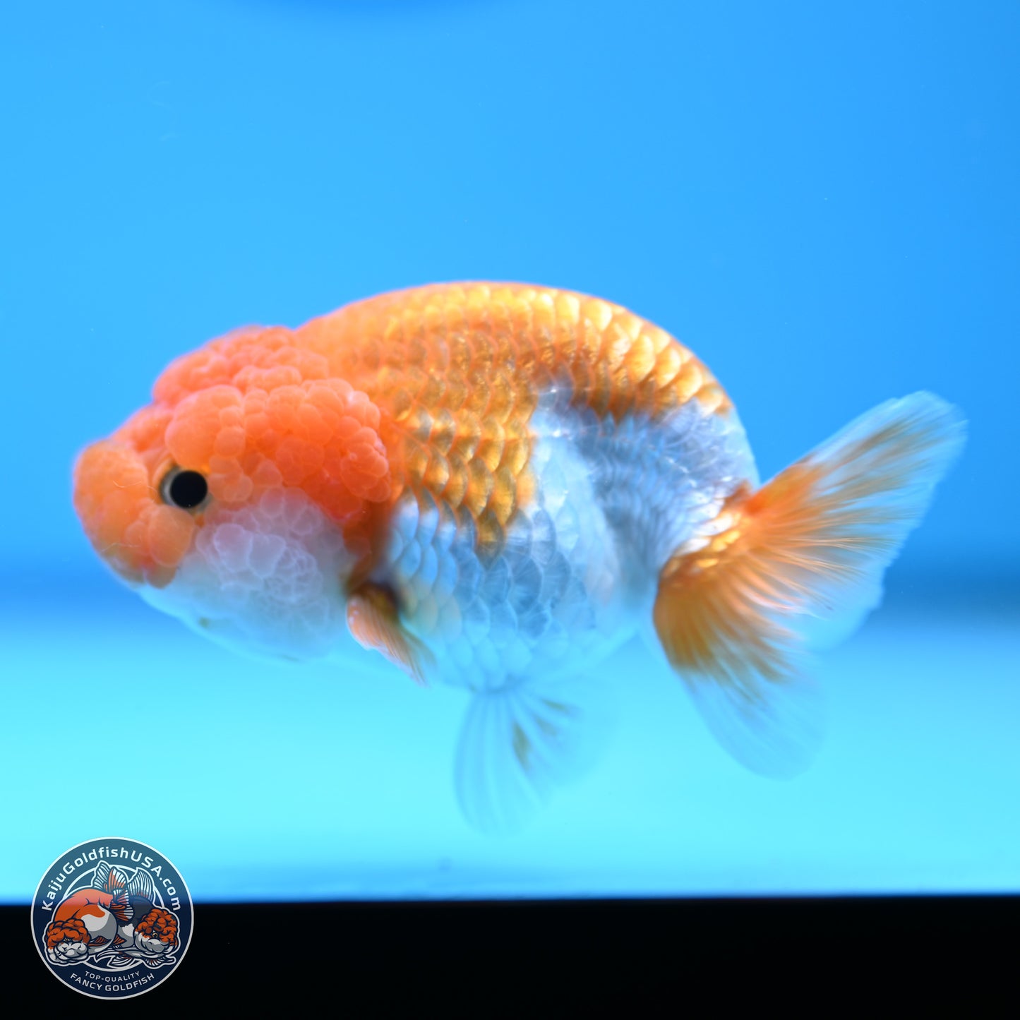 Red White Lionchu 3.25in body (240809_RC05) - Kaiju Goldfish USA