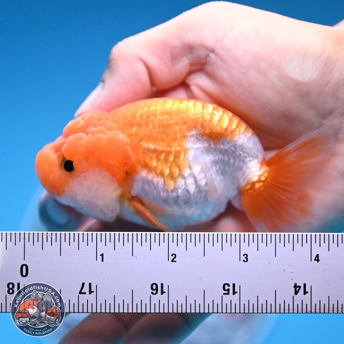 Red White Lionchu 3.25in body (240809_RC05) - Kaiju Goldfish USA