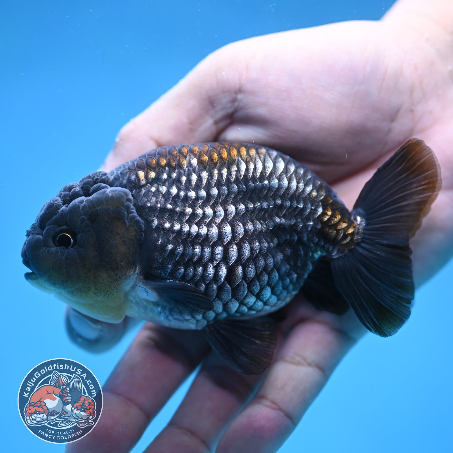 Platinum / Sapphire Ranchu 4 inch Body (250905_RC05)