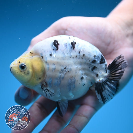 Panda / Cow Ranchu 4 inch Body (250822_RC05)